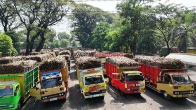 Suasana pabrik gula Ngadiredjo saat proses penggilingan tebu berlangsung