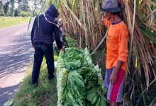 Petani sawi di Kediri menghadapi dampak cuaca ekstrem