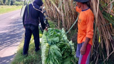 Petani sawi di Kediri menghadapi dampak cuaca ekstrem