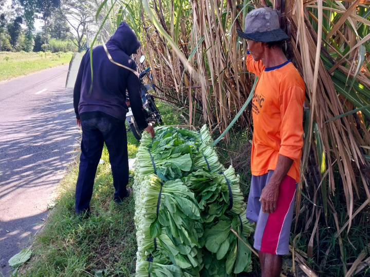 Petani sawi di Kediri menghadapi dampak cuaca ekstrem